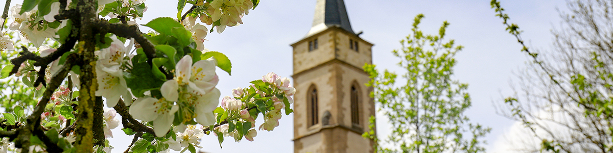 Am Herrengraben - Obstbaumblüte - mit Blick auf St.Veit